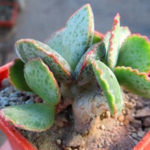 adromischus shuldianus pofader
