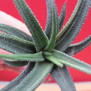 Haworthia     radula     variegata
