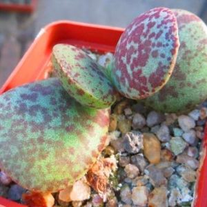 Adromischus spec