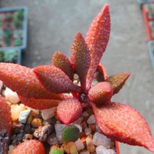 adromischus marianiae herrei Vaalkraans