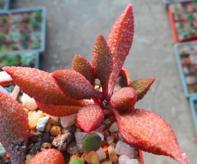 adromischus marianiae herrei Vaalkraans