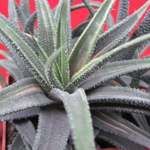 Haworthia     radula    variegata