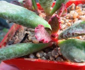 adromischus marianae hybrid new