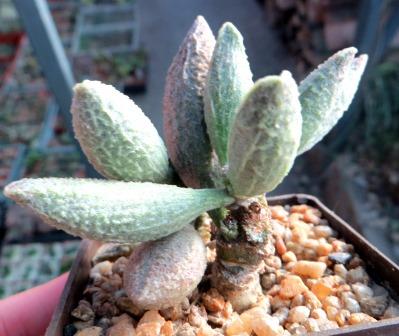 Adromischus marianae v.herre