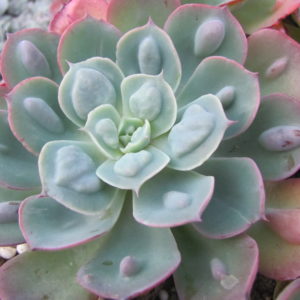 Echeveria    Raindrops  x  Parva