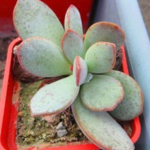 Adromischus montium-klinghardti — S.Namib