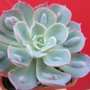 Echeveria   Raindrops  x  Parva