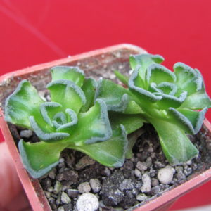 Crassula   susannae
