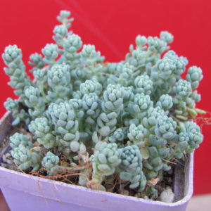Sedum    dasyphyllum