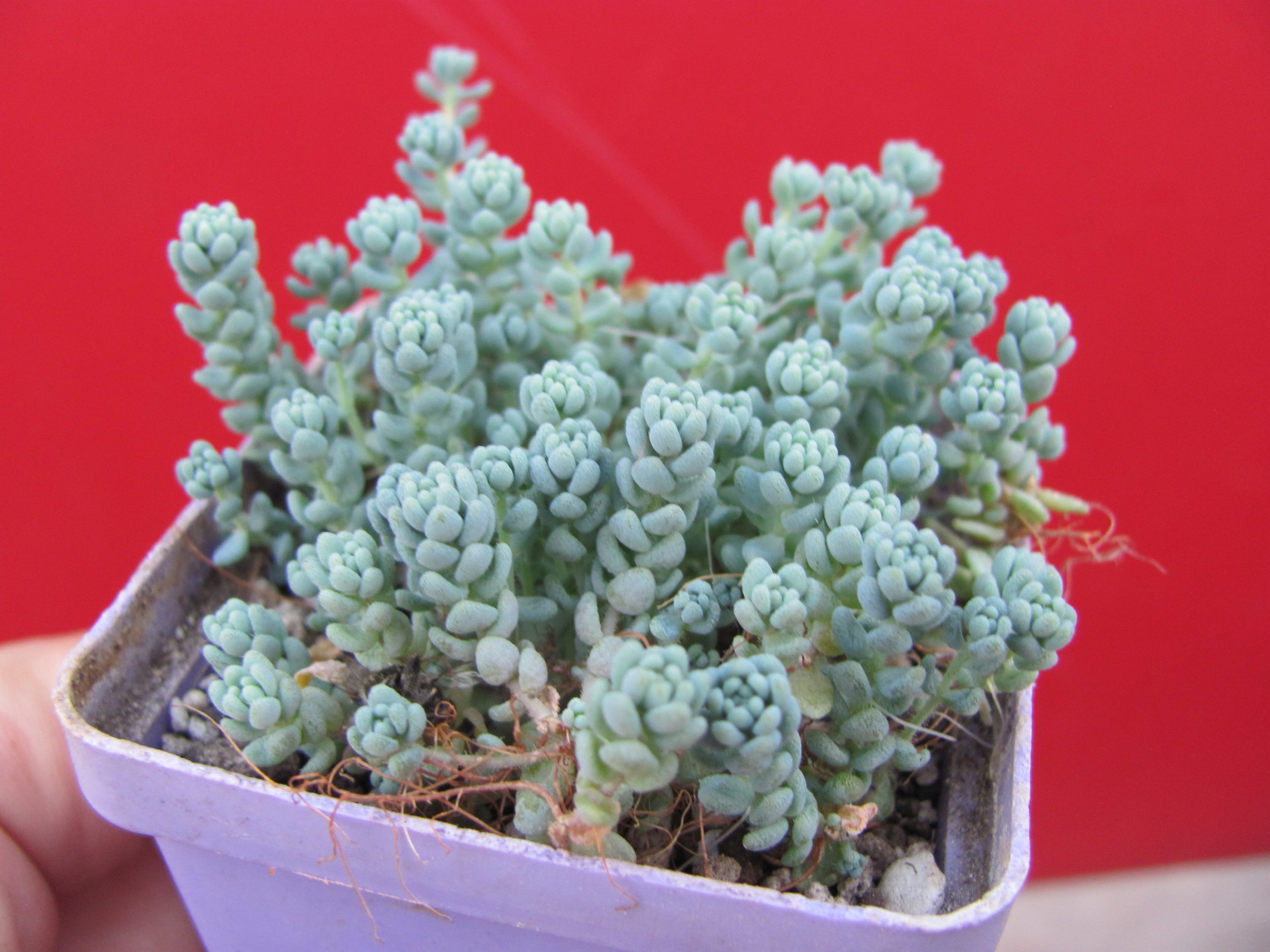 Sedum    dasyphyllum
