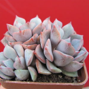 Echeveria    hybr.       #29