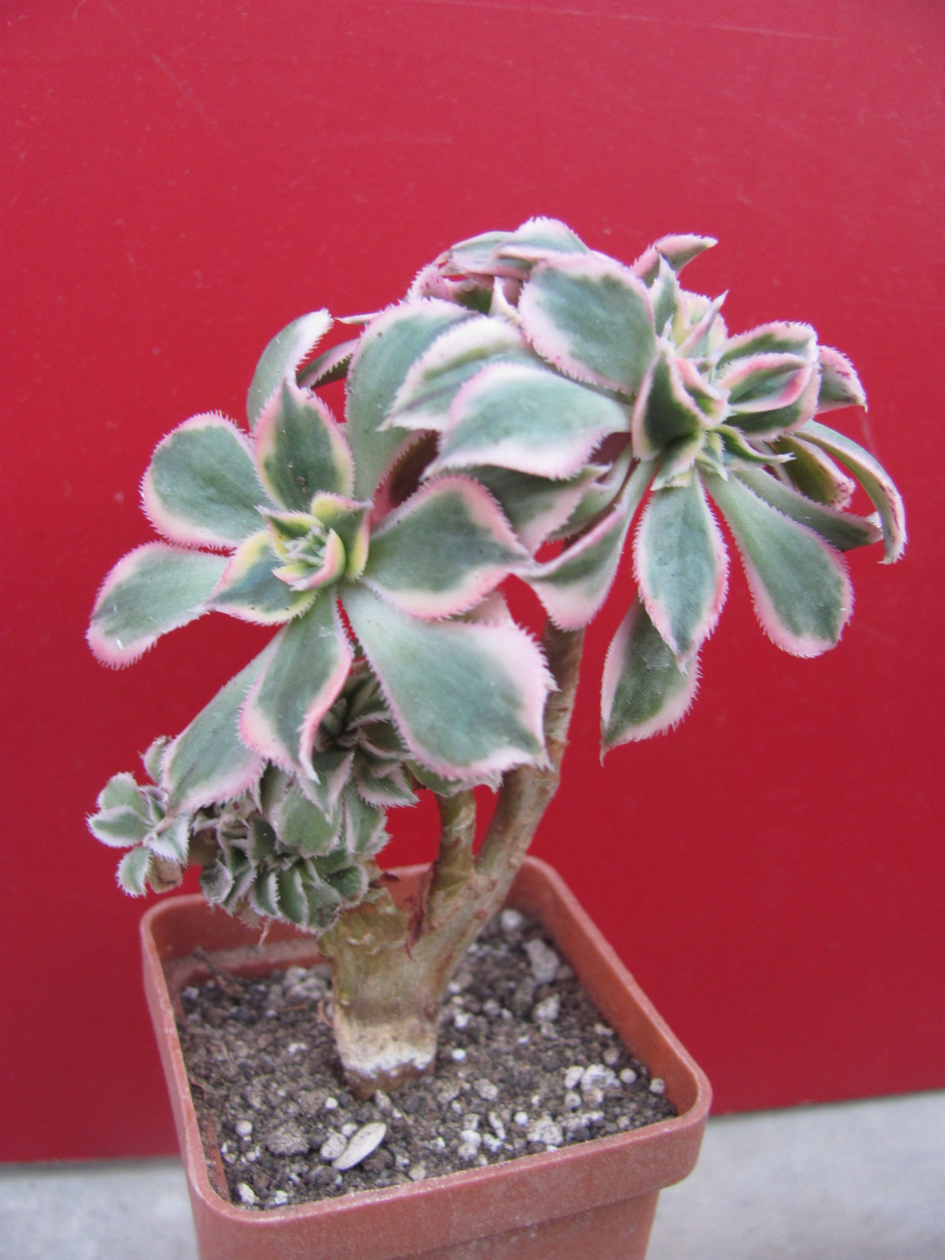 Aeonium    Sunburst   cristata   variegata