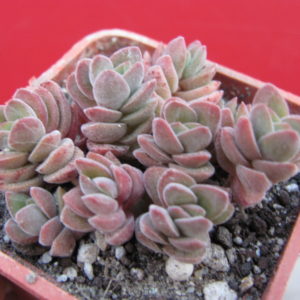 Crassula    velutina