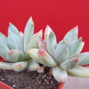 Echeveria    hookeri