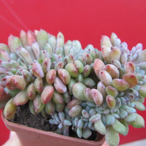 Echeveria    *Fantasia   Carol*    cristata