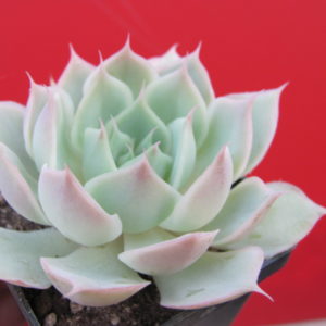 Echeveria    Laguna   Sanchez    hybr.