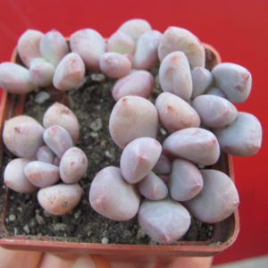 Pachyphytum     oviferum    hybr.       #100