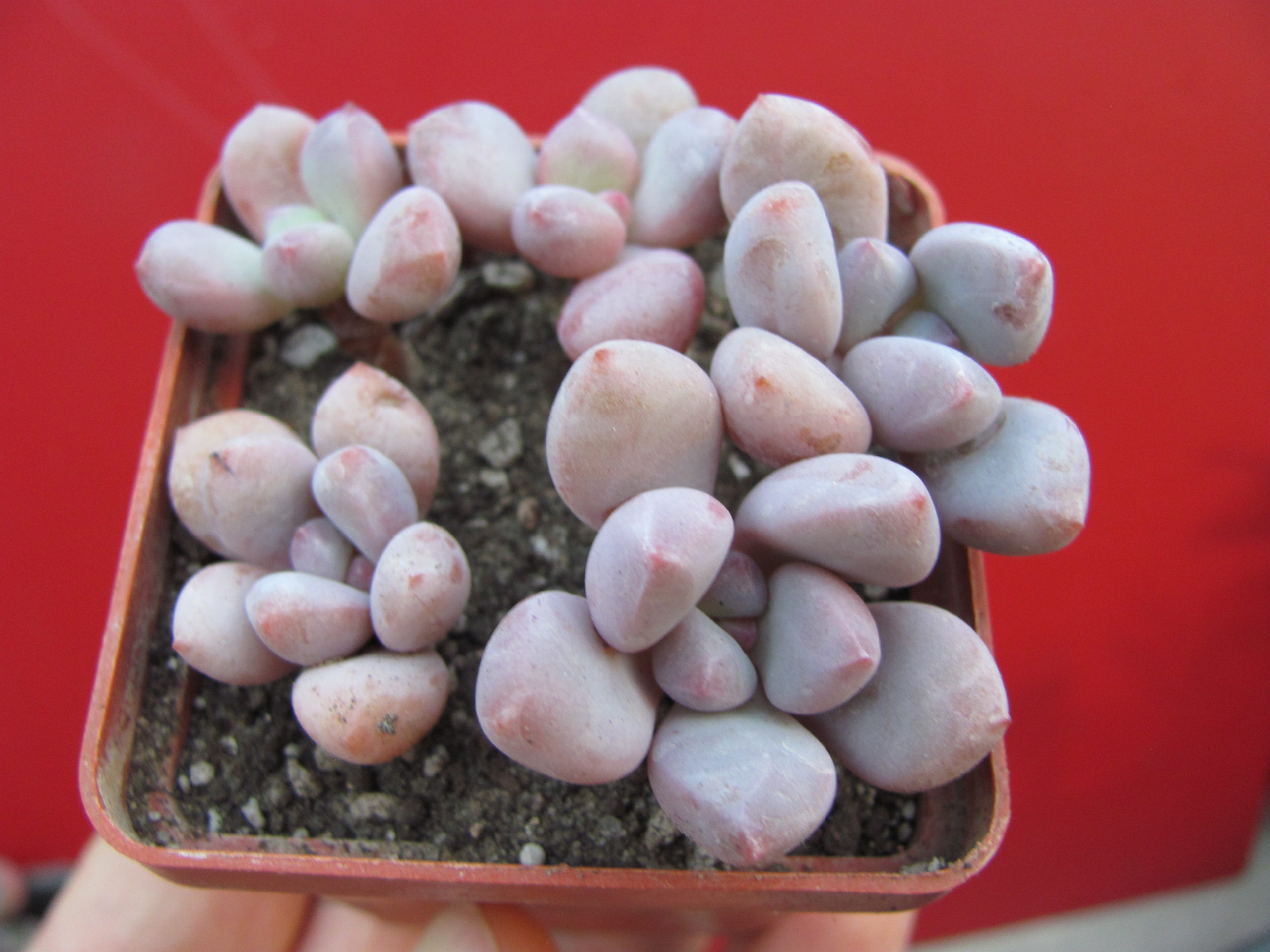 Pachyphytum     oviferum    hybr.       #100