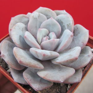 Echeveria    *Jelly   Jem*     hybr.