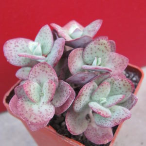 Crassula    cordata