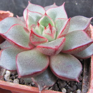 Echeveria    purpusorum   hybr.