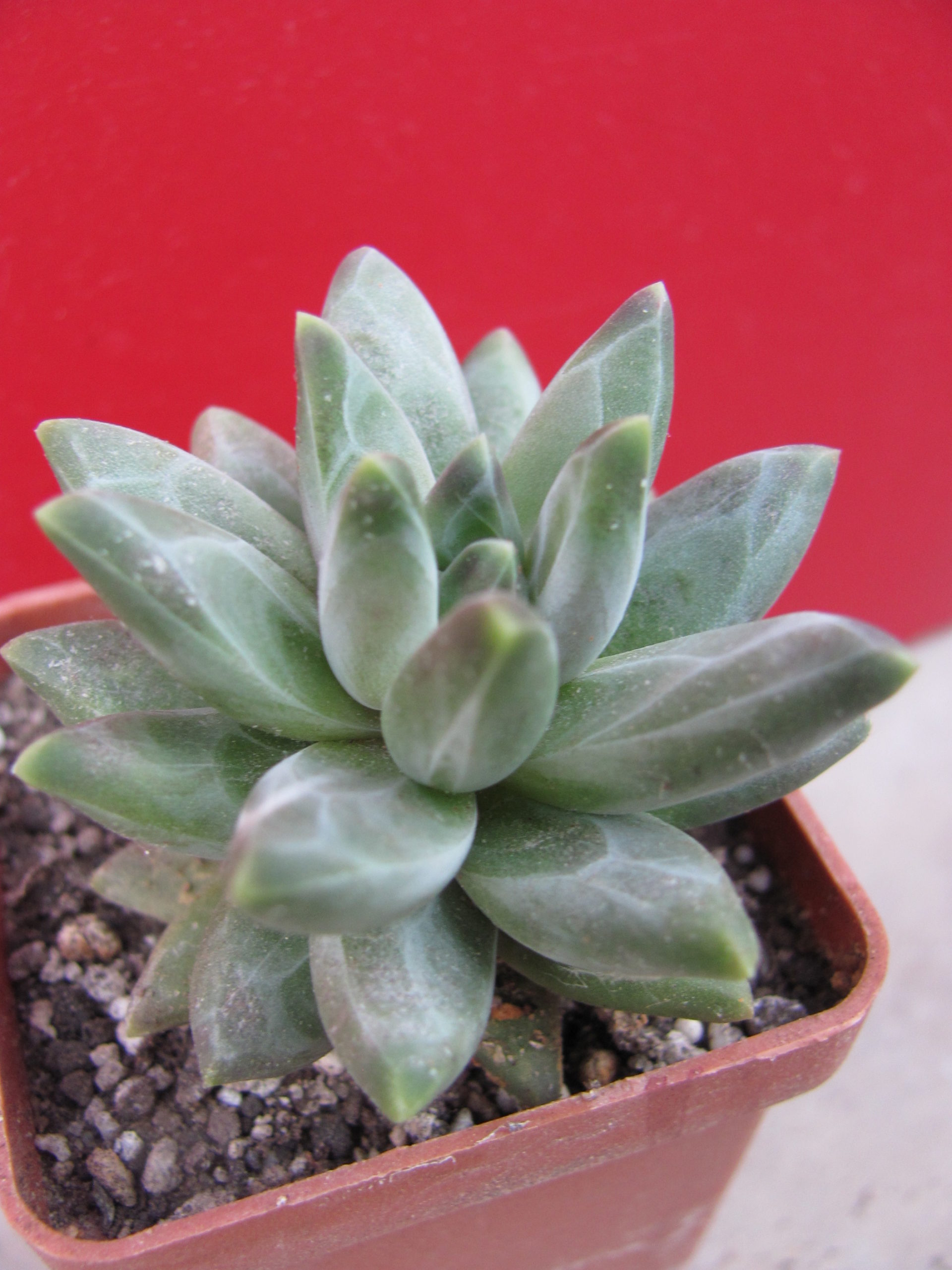 Pachyphytum compactum *Purple Diamond*