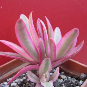 Crassula    Campfire   variegata