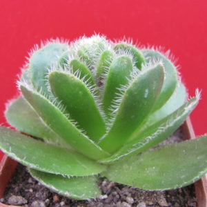 Crassula    tomentosa    glabrifolia