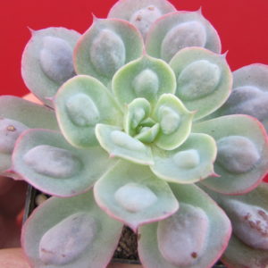 Echeveria     Raindrops
