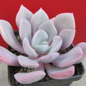 Echeveria    Debbie
