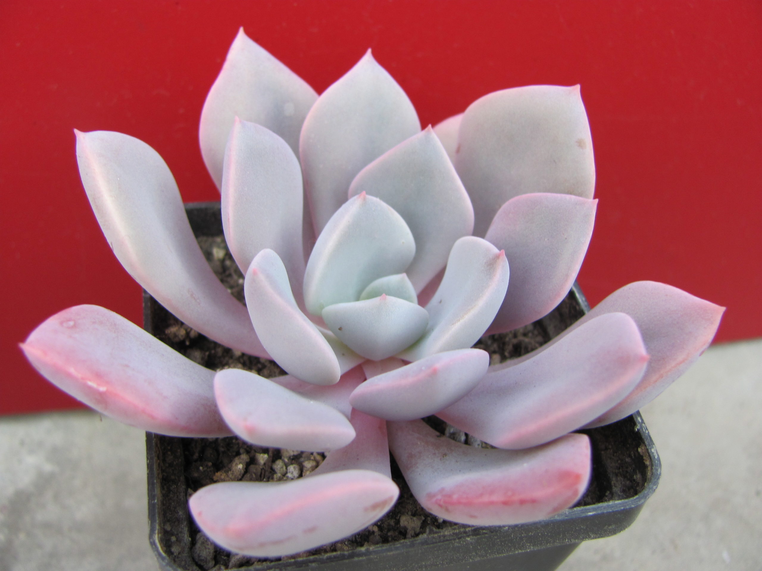 Echeveria    Debbie