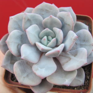 Echeveria     *Jelly   Jem*   hybr.