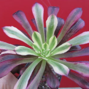Aeonium     Mardi   Gras
