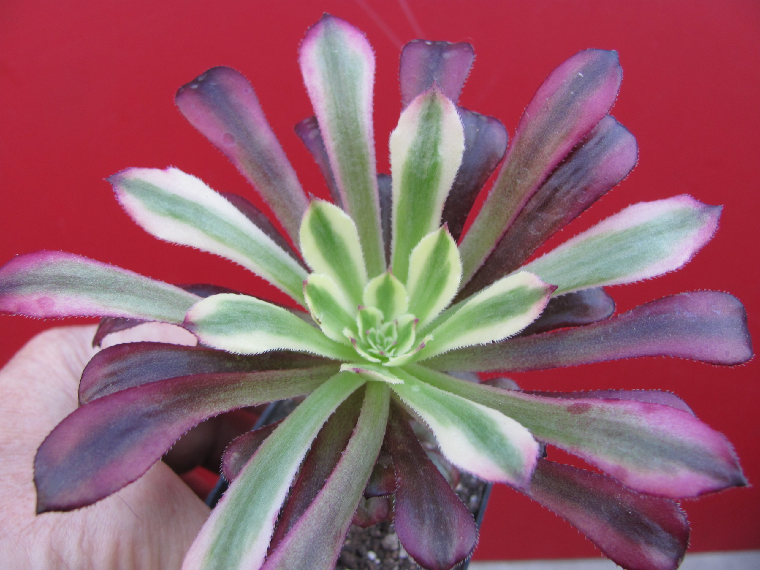 Aeonium     Mardi   Gras
