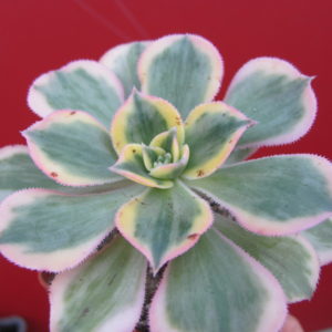 Aeonium    Sunburst   variegata