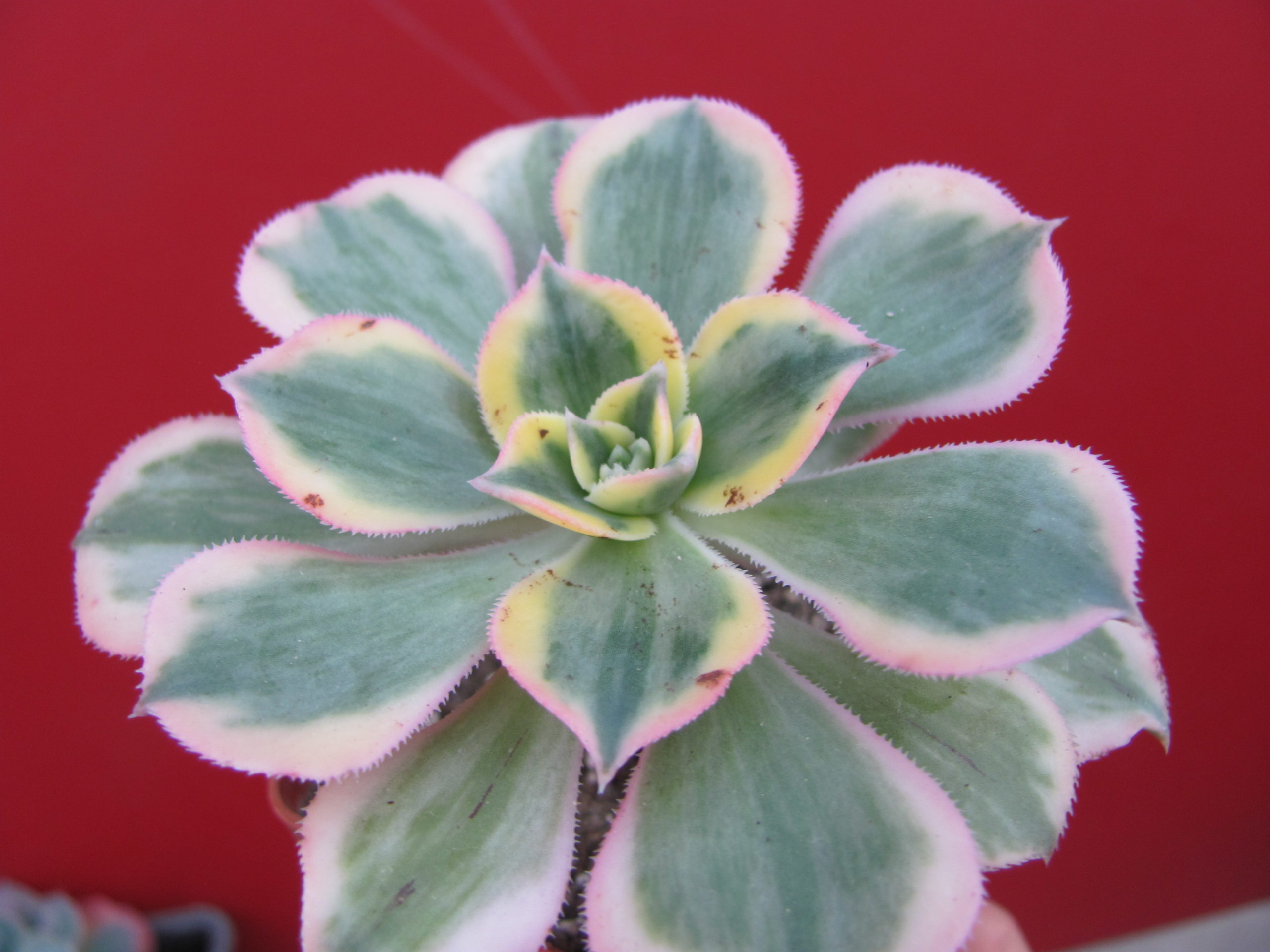 Aeonium    Sunburst   variegata
