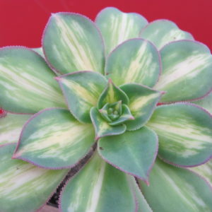Aeonium     Florescens   variegata