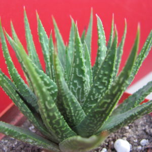 Haworthia     limifolia    hybr.       Japan