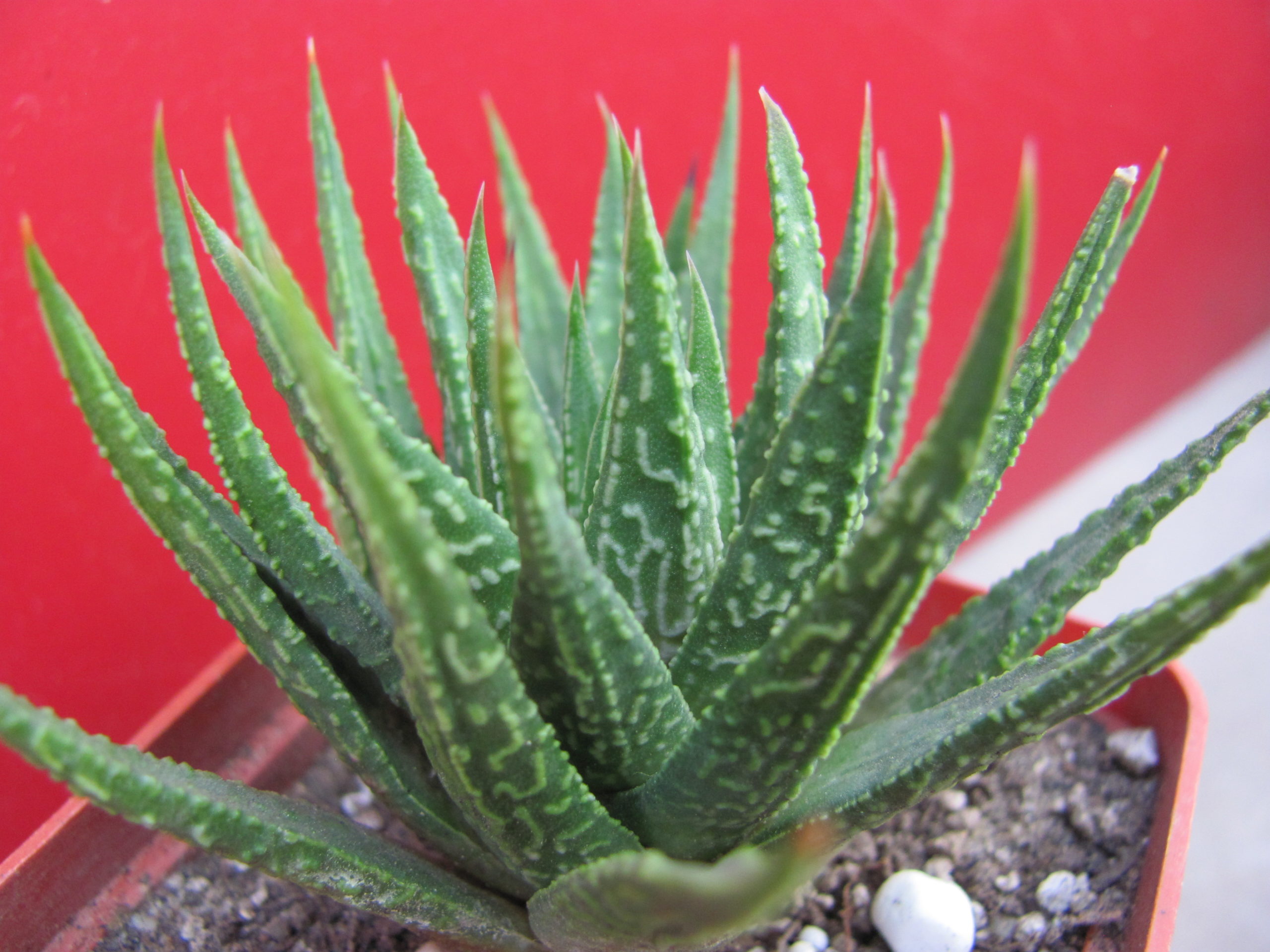 Haworthia     limifolia    hybr.       Japan