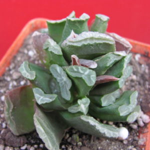 Haworthia    maughanii  x  truncata
