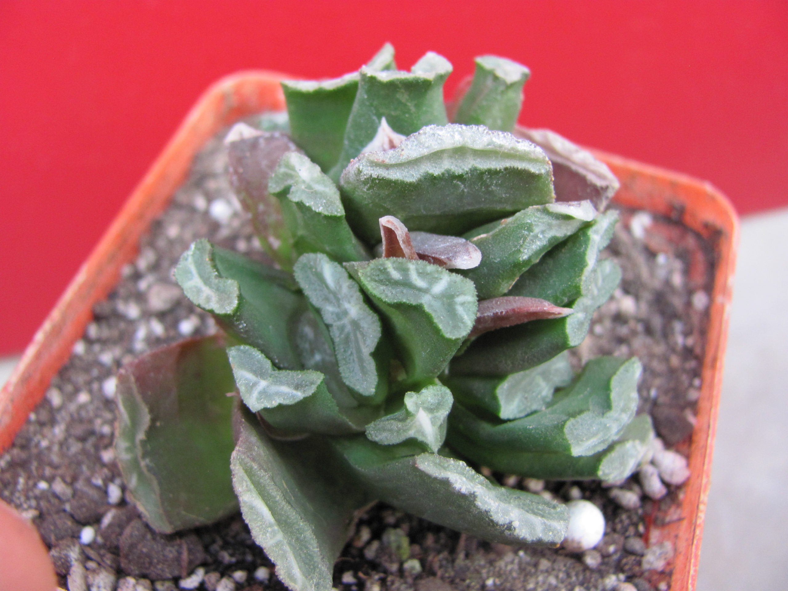 Haworthia    maughanii  x  truncata