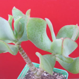 Crassula     Blue   Bird