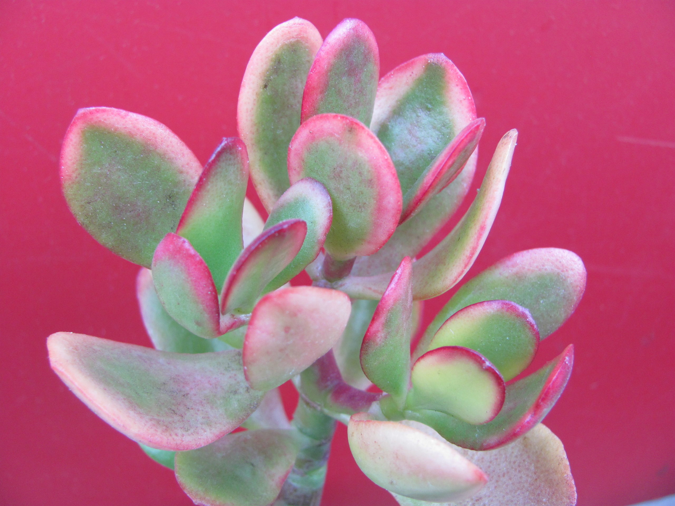 Crassula   ovata    forma
