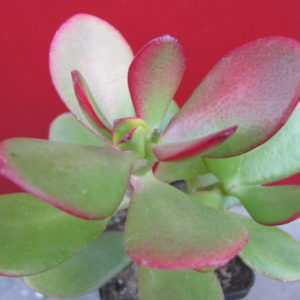 Crassula     ovata    forma