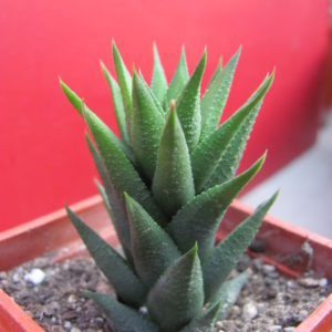 Haworthia     tortuosa