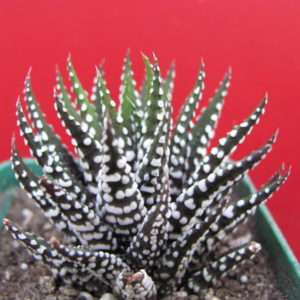 Haworthia    attenuata    *Alba*