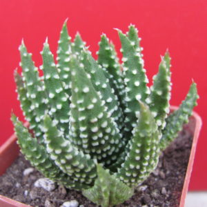 Haworthia    pumila