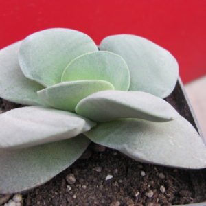 Crassula    Morgans   Beauty