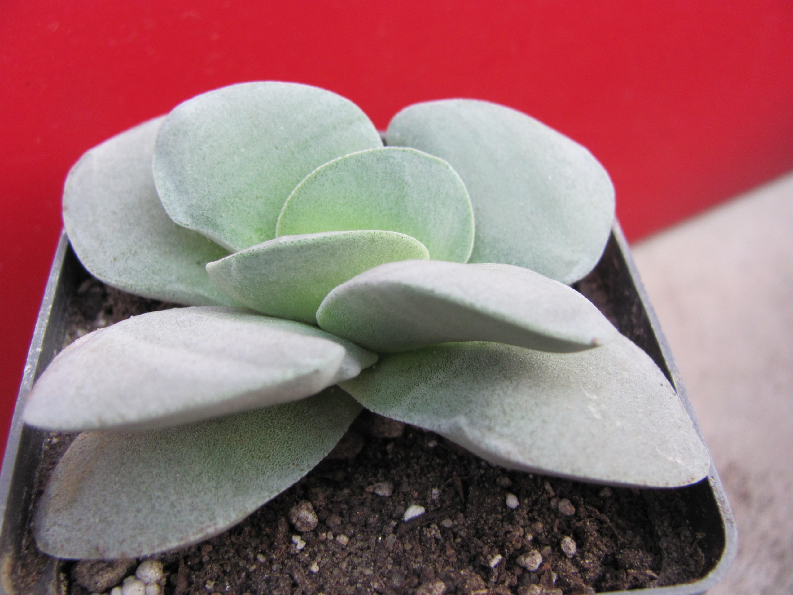 Crassula    Morgans   Beauty