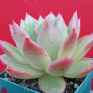 Echeveria   Gilva